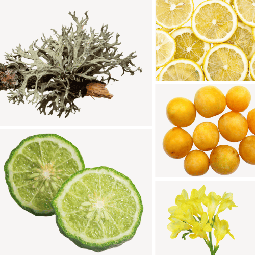 Preview: Duftnoten: Eichenmoos, Zitrone, Mirabelle, Bergamotte, Fresie